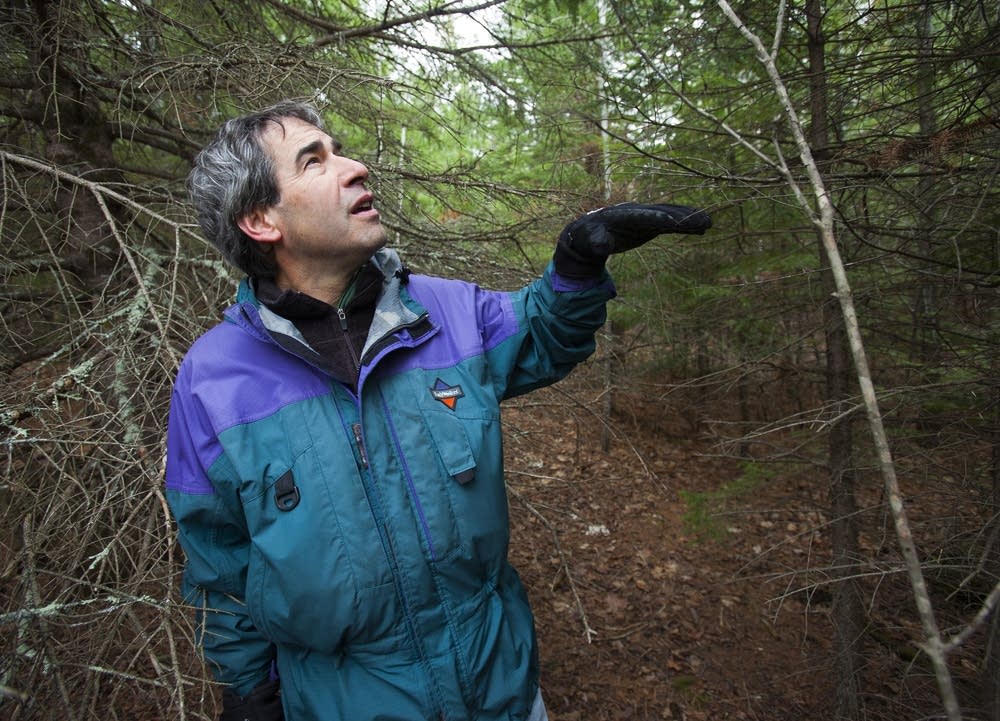 Mark White, forest ecologist