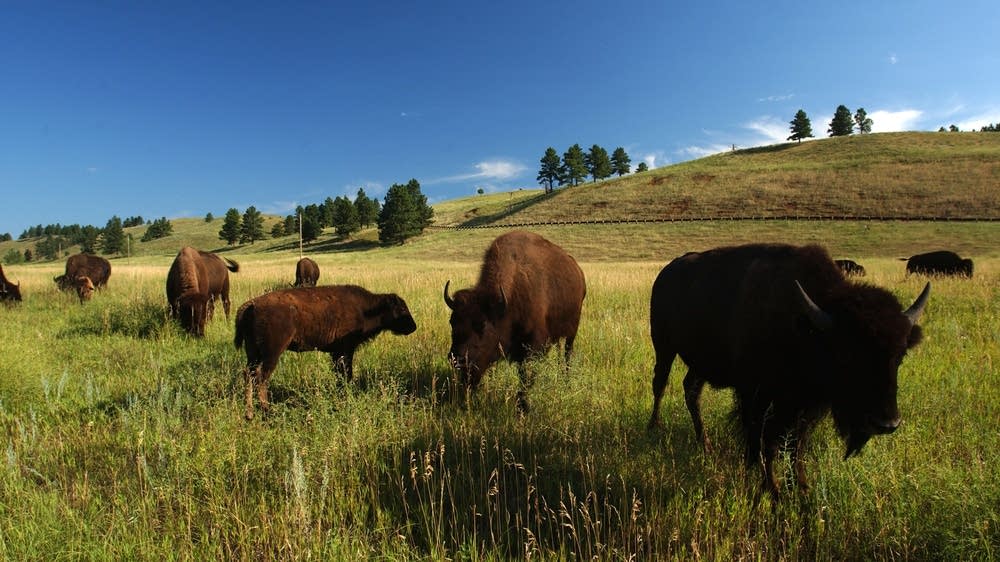 Bison will soon roam in Minnesota again MPR News