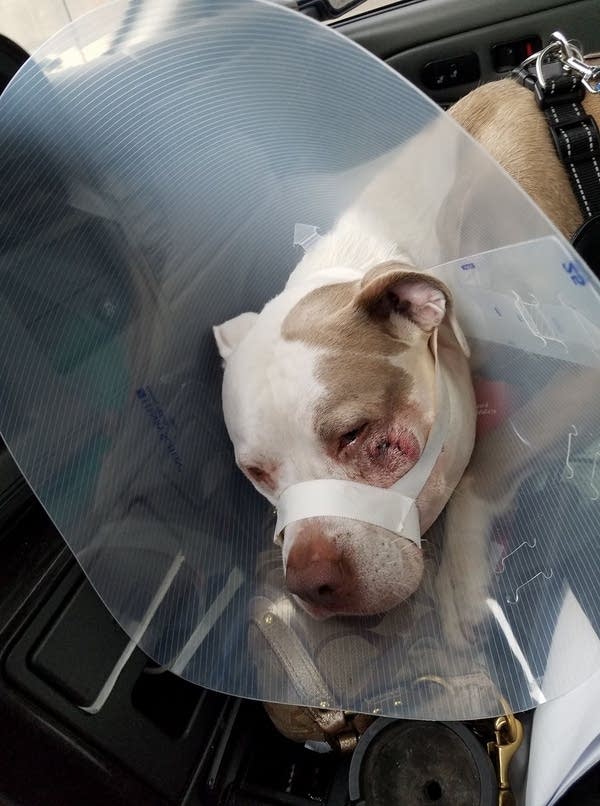 Minneapolis cop shoots family’s therapy dogs