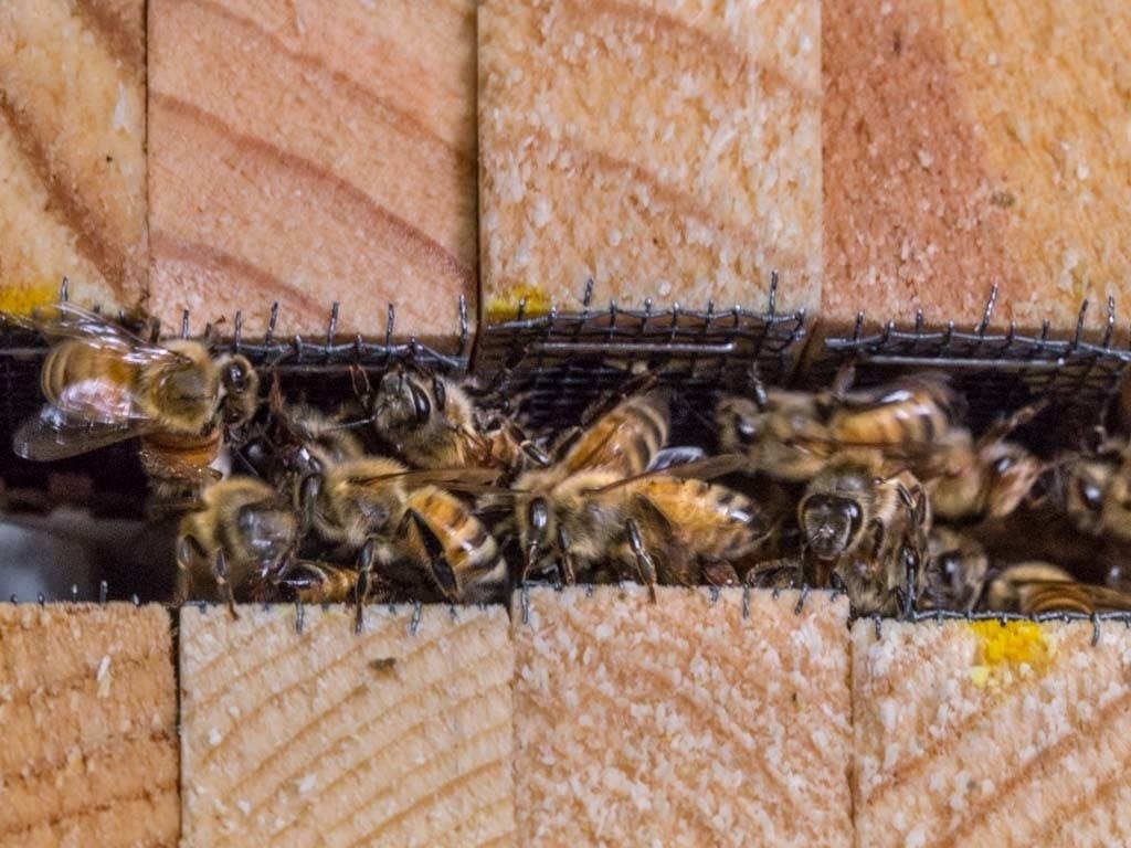 Having escaped their crates, worker bees try to take care of the queen.