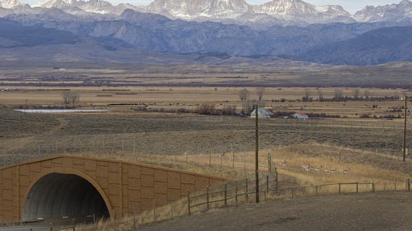 Pronghorn, also known as antelope, trot over a wildlife-specific bridge outside of Pinedale, Wyoming. The crossing was built in 2014 and has reduced pronghorn mortality by about 100%. 