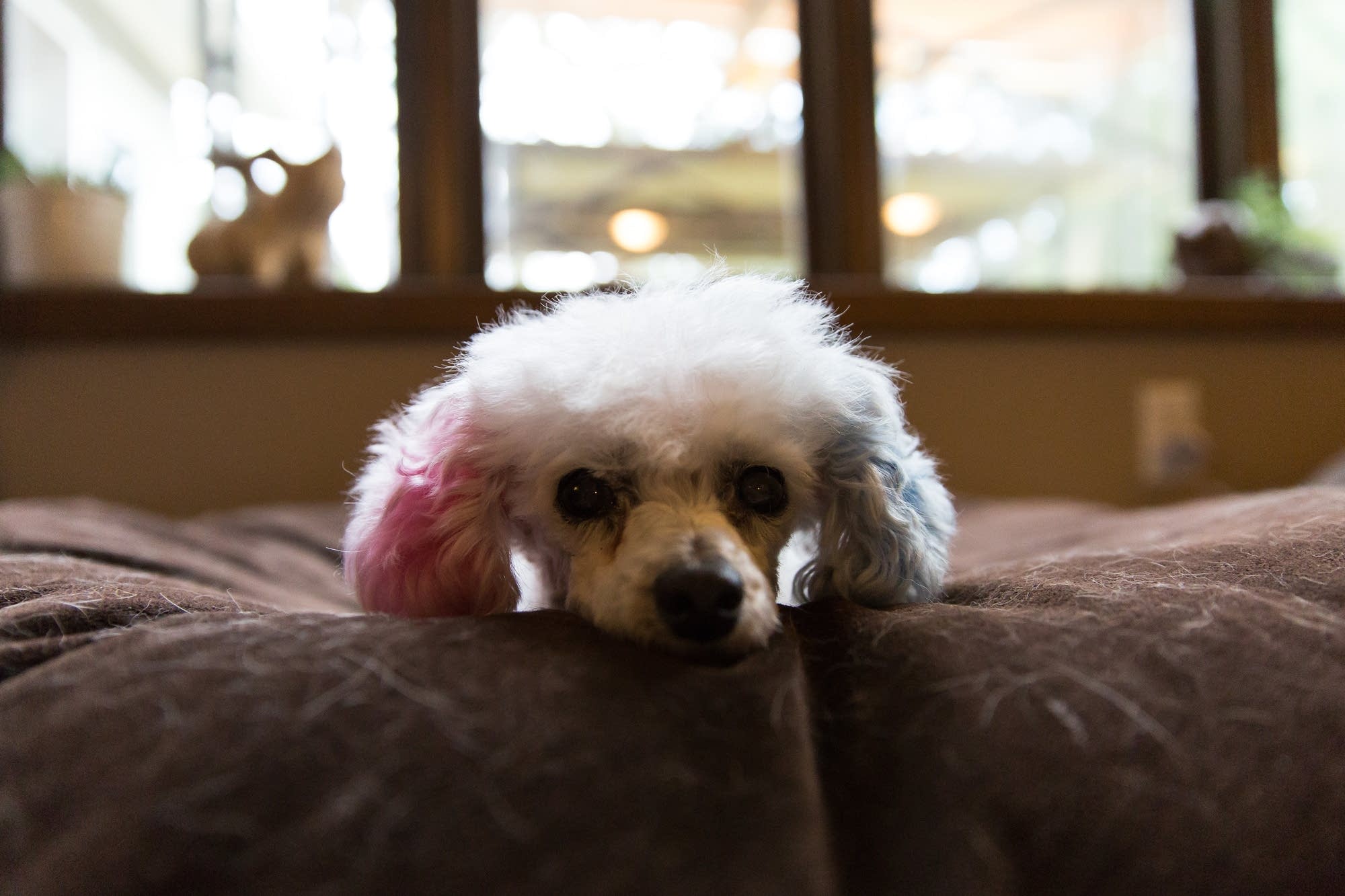 Peanut, a mini poodle previously known by the name Laddie.