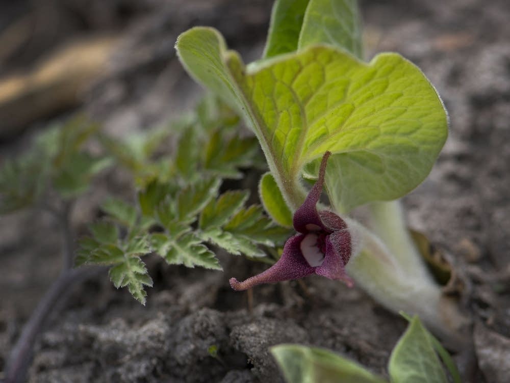 Audio postcard Wildflowers from the Cannon River Trout Lily Scientific and Natural Area MPR News