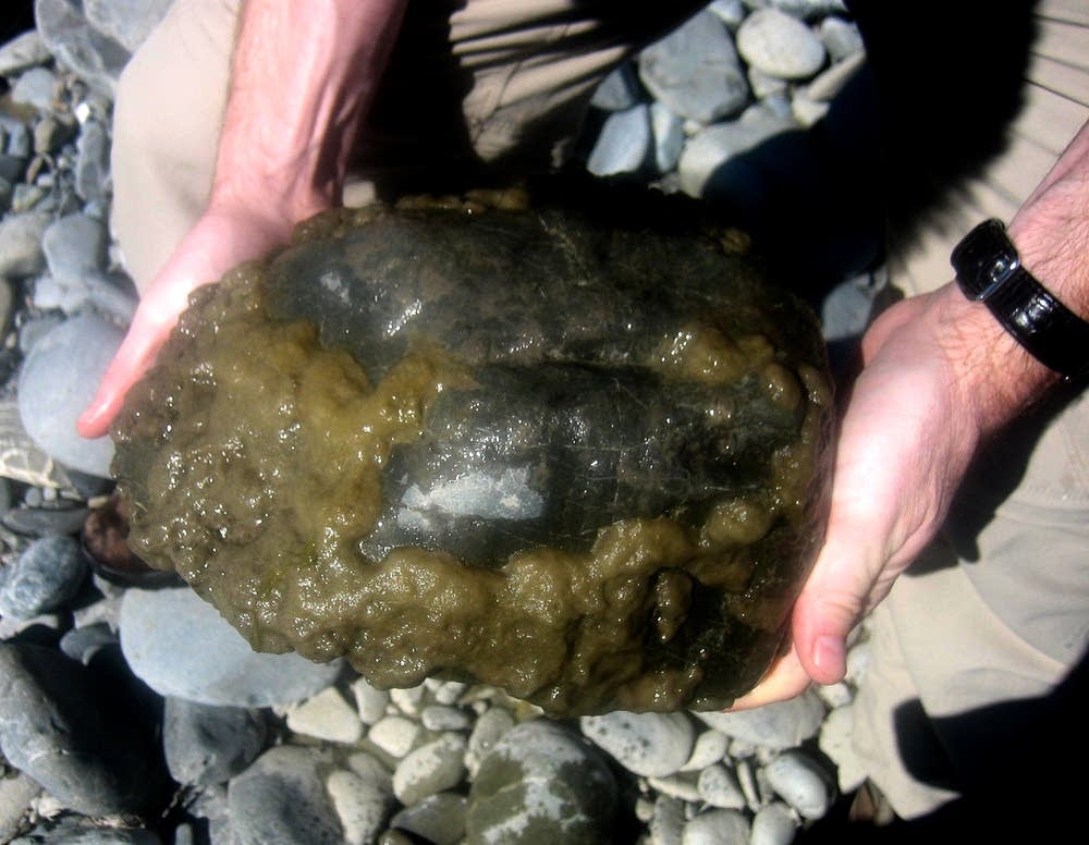 Didymo in New Zealand