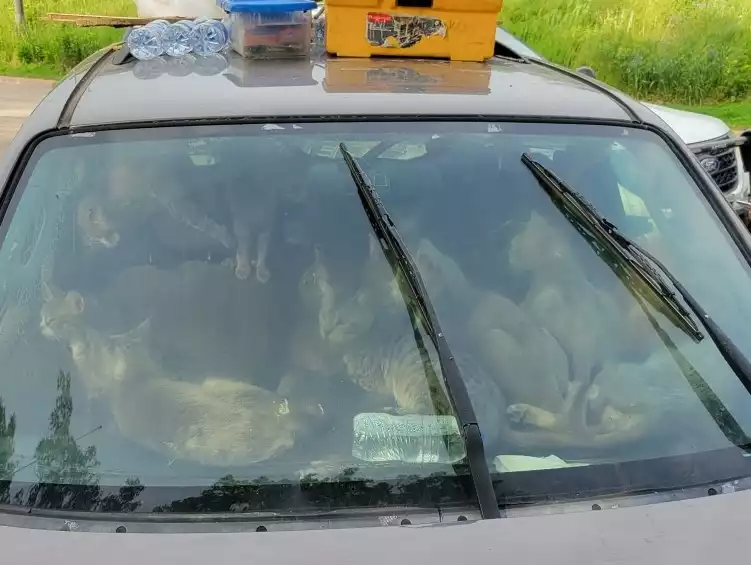 47 cats removed from vehicle at Minnesota rest stop in sweltering heat 47 cats removed from vehicle at Minnesota rest stop in sweltering heat