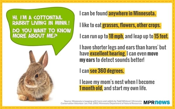 Cottontail rabbits can be found across Minnesota. 