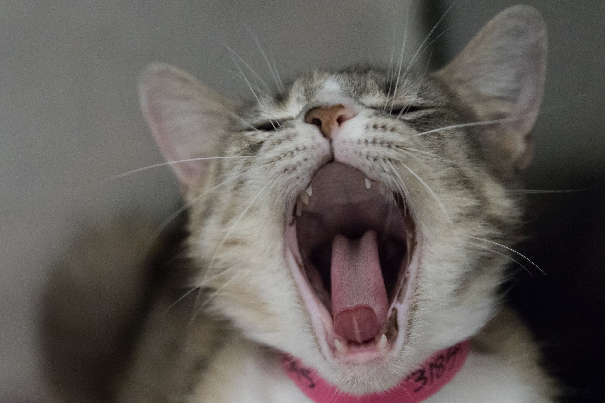 2-year-old Pam yawns in her cage.