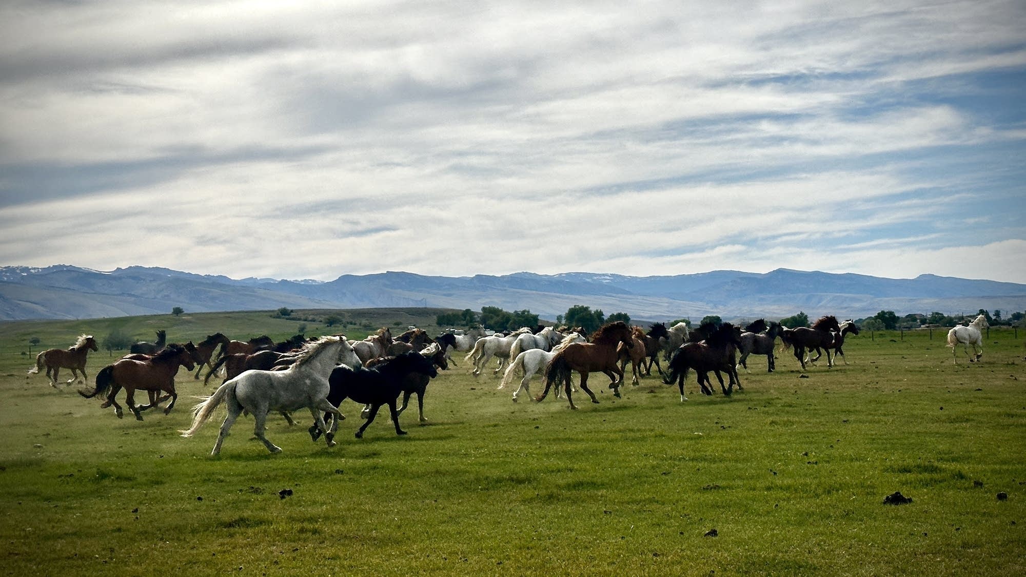 When wild horses get rounded up, the taxpayer’s bill grows