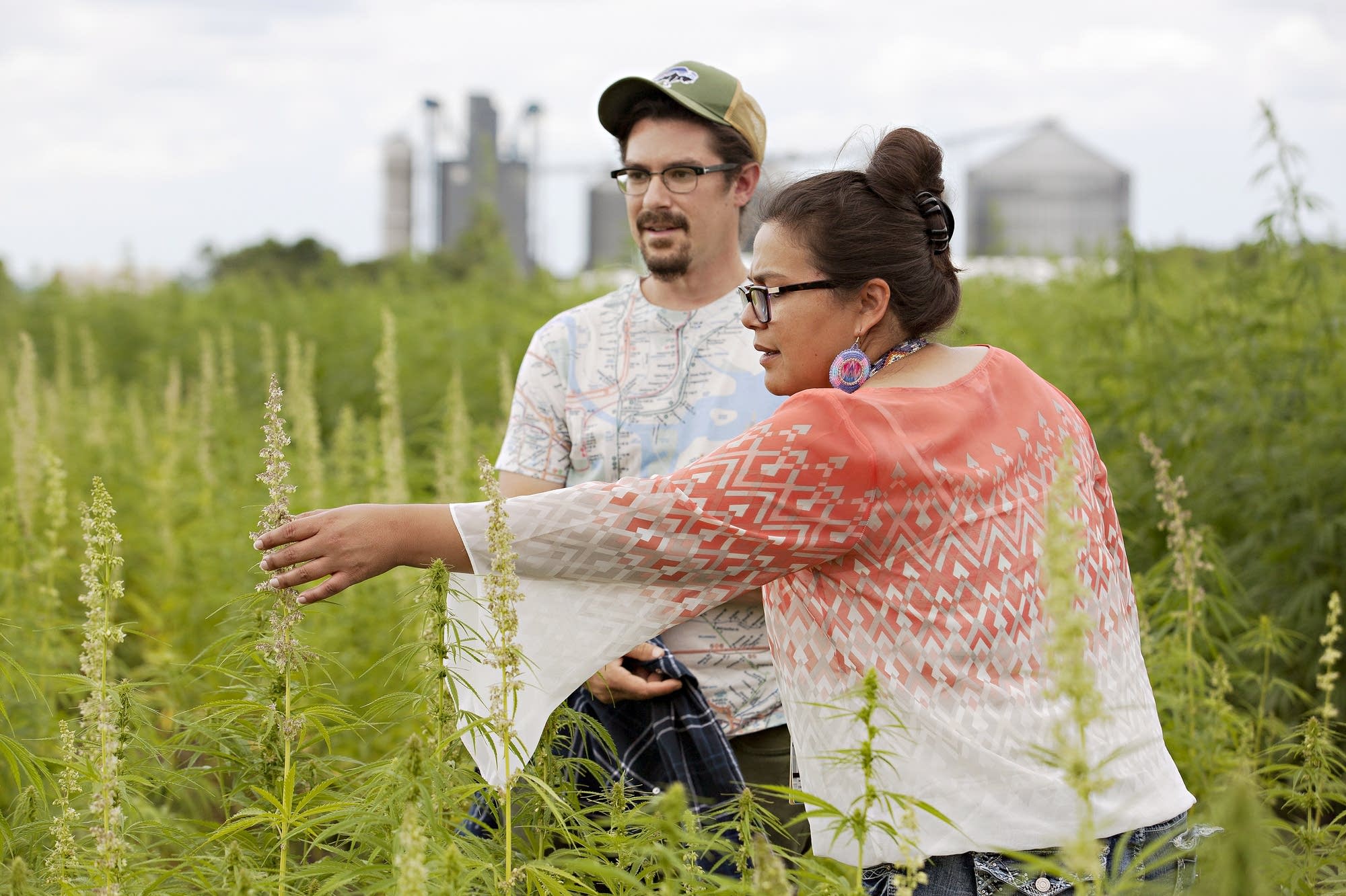 White Earth tribe holds high hopes for hemp Minnesota Public Radio News