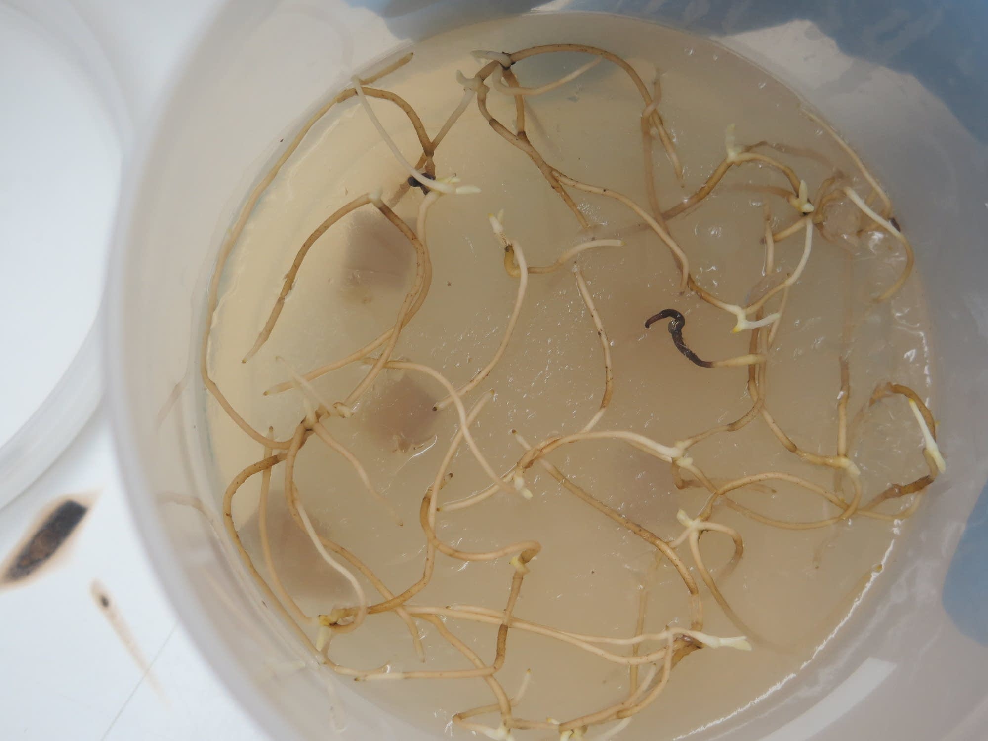The roots of tiny orchid plants