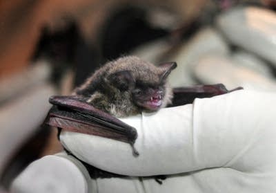 Bat found in downtown Minneapolis tests positive for rabies