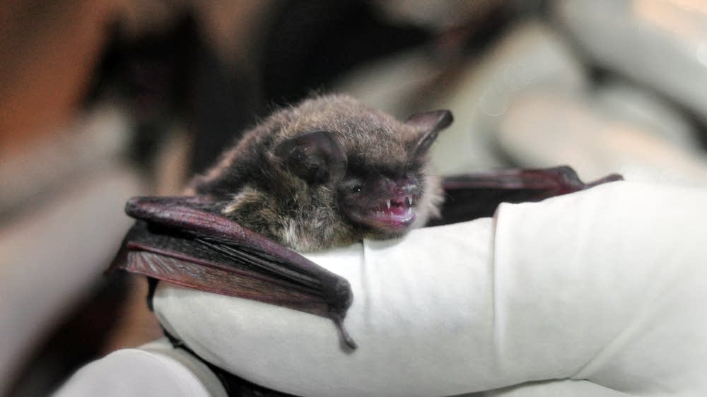 Bat found in downtown Minneapolis tests positive for rabies