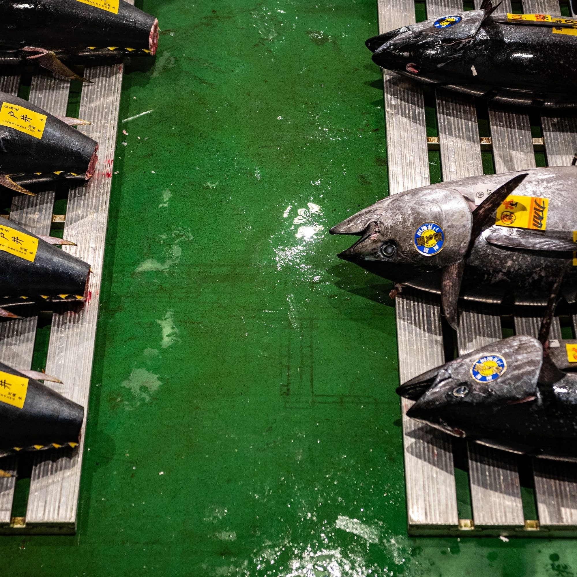 cover of episode The waters are clearing for Japan’s seafood exports