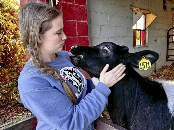 As milk prices dropped, these Minnesota farmers put their cows out to cuddle