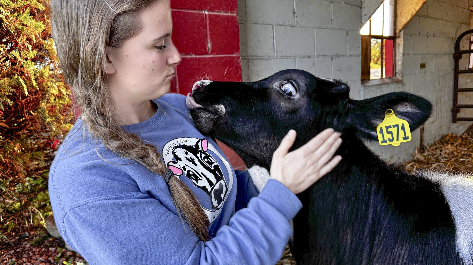Minnesota dairy's side hustle: Cow cuddling Minnesota dairy's side hustle: Cow cuddling