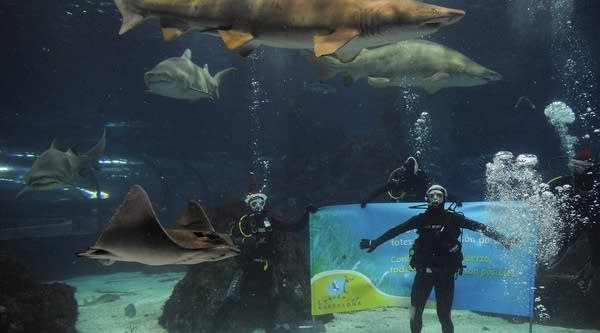 Entrepreneurs present their case to a "shark tank" of successful businessmen in the ABC show.