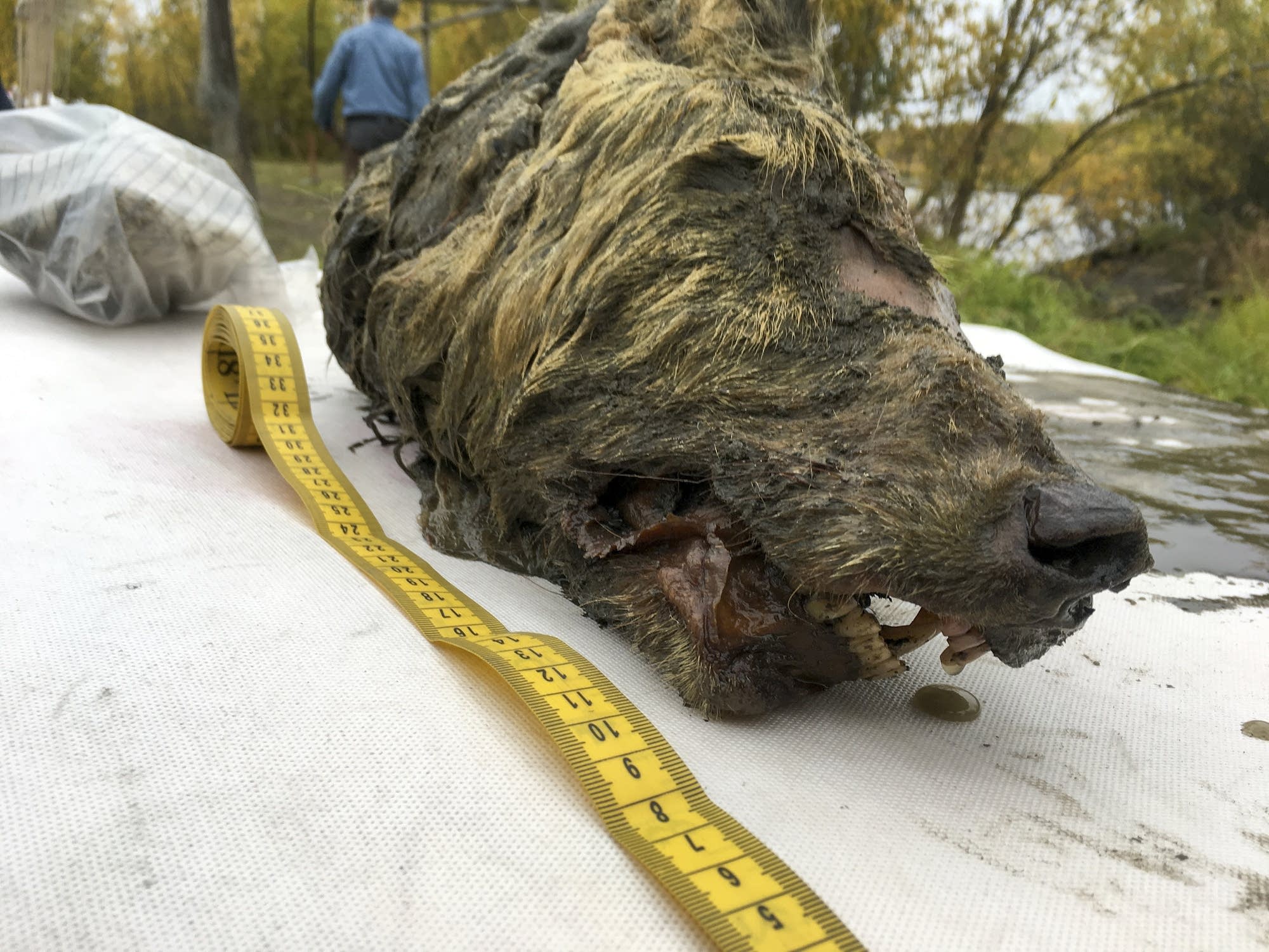 The head of an Ice Age wolf
