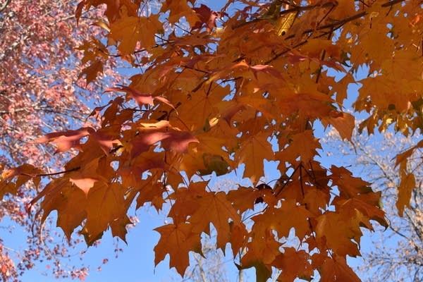 Above-normal temps Sunday and most of next week; Still searching for rain
