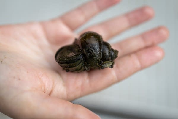 A person holds a large snail shell
