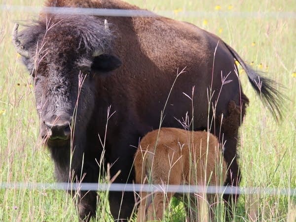 White Earth Nation welcomes first bison calf