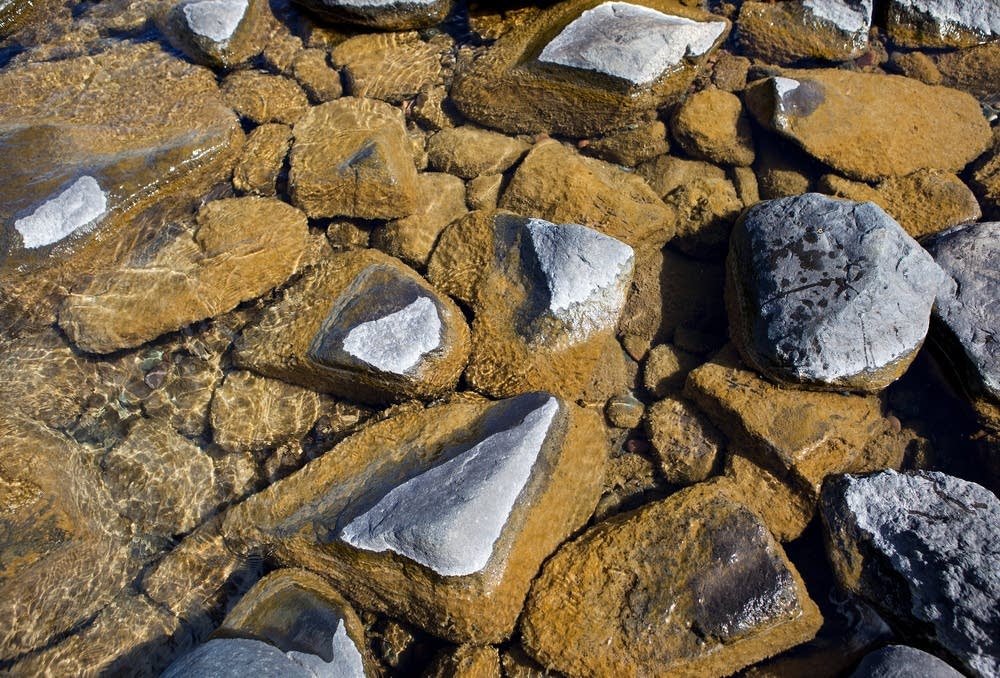 Didymo on rocks