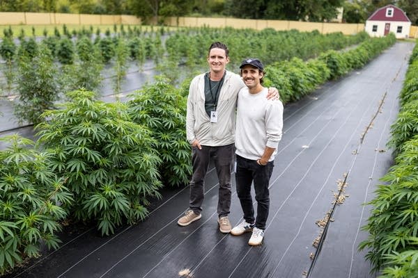 The Lindstrom farm growing recreational cannabis to make potent extract