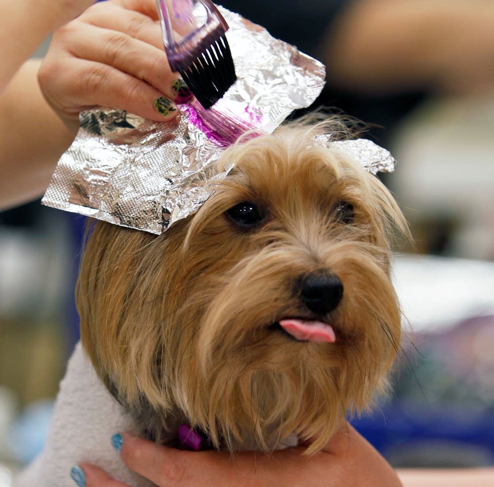Doggie dye job