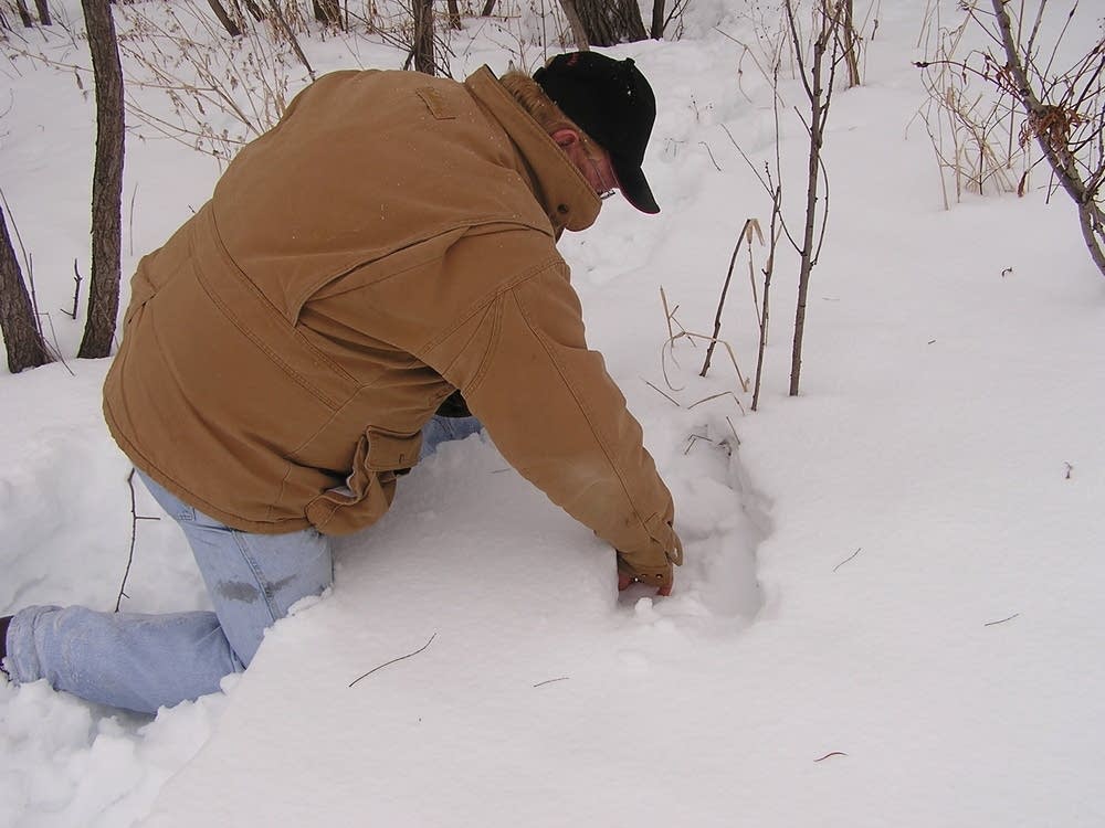 Coyote tracks