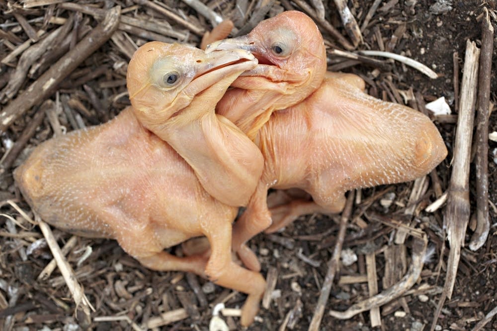 American white pelican chick