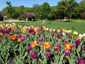 Flowers in bloom at Lake Harriet Rose Garden