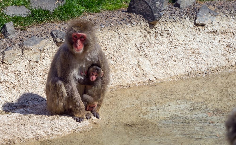 Minnesota Zoo 3 baby snow monkeys Minnesota Public Radio News