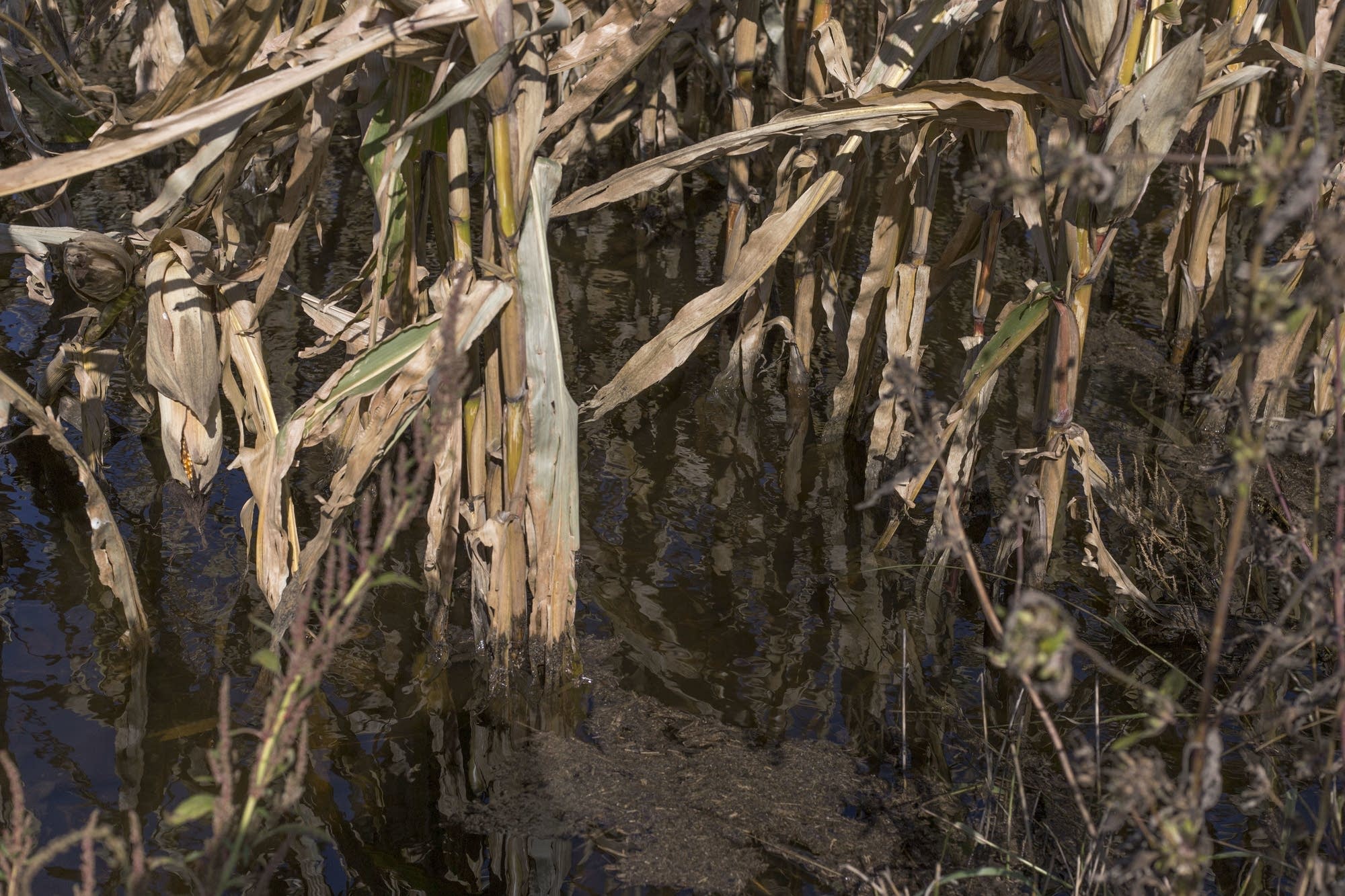 Cornfields are flooded with about six inches of water near Hector, Minn.