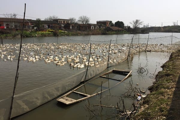 Scientists worry massive Chinese lake a global bird flu cauldron