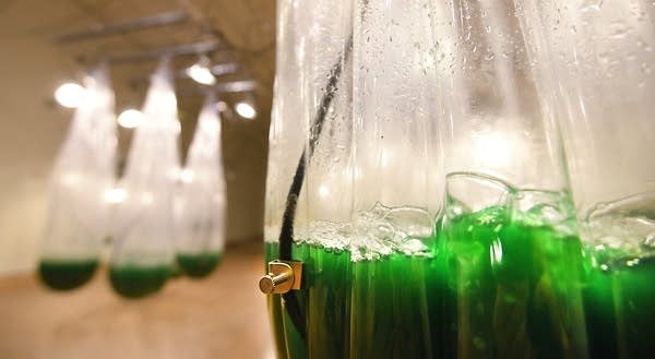 Algae-laden water bubbles as it releases carbon dioxide.