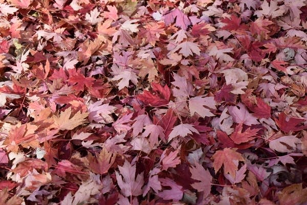 Weekend weather: Seasonably cool; rain-snow chances 