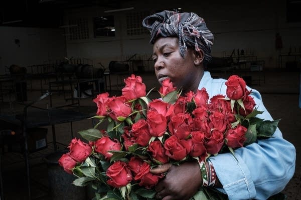 A flower farm workers carries roses to a dump after flower exports were stopped in Kenya.