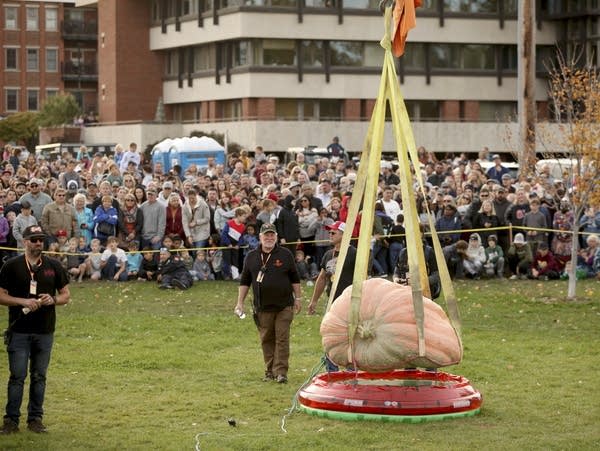 Giant pumpkins draw big crowds in Stillwater, Minn. 