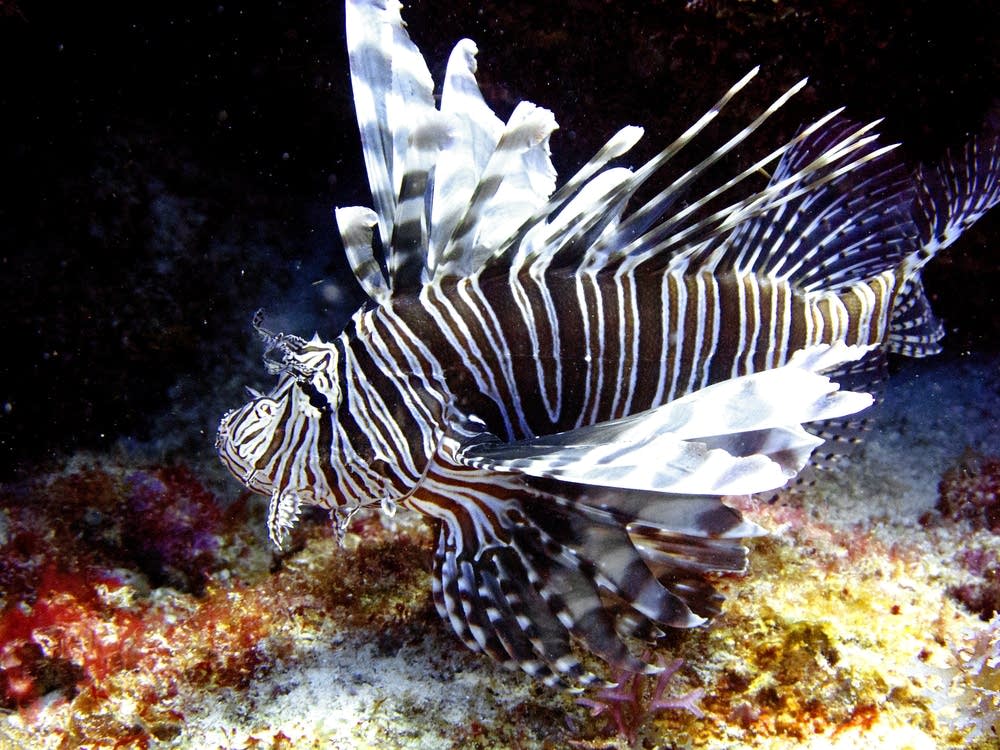 Lionfish