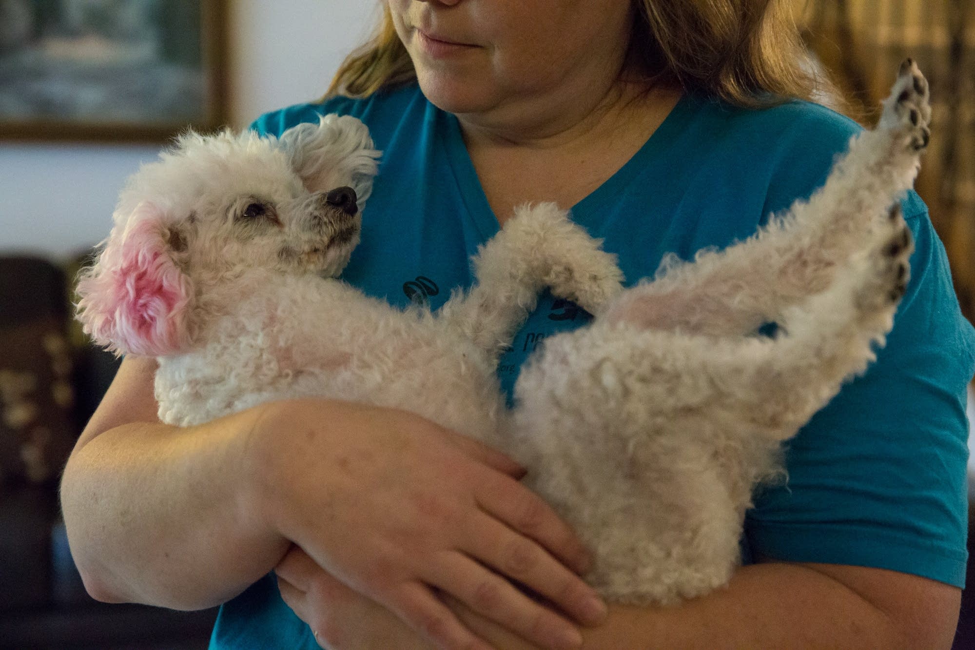Eileen Hill, one of Peanut's owners, cradles her in the family room.