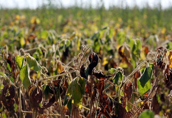 Drought: 100% of Minnesota now 'abnormally dry'
