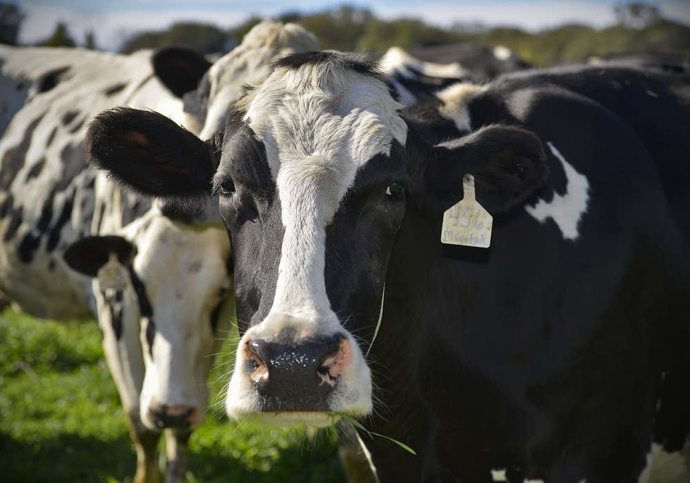 A cow chews its cud