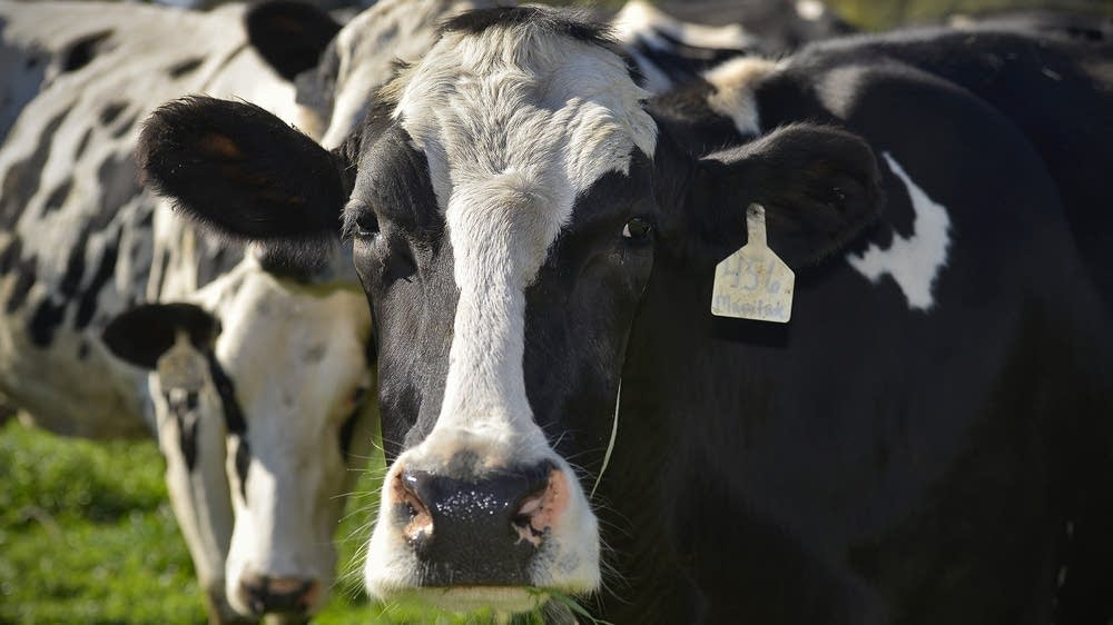 Digesters make renewable energy from manure, but face hurdles - Vimarsana News