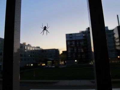 Spiders on a pane