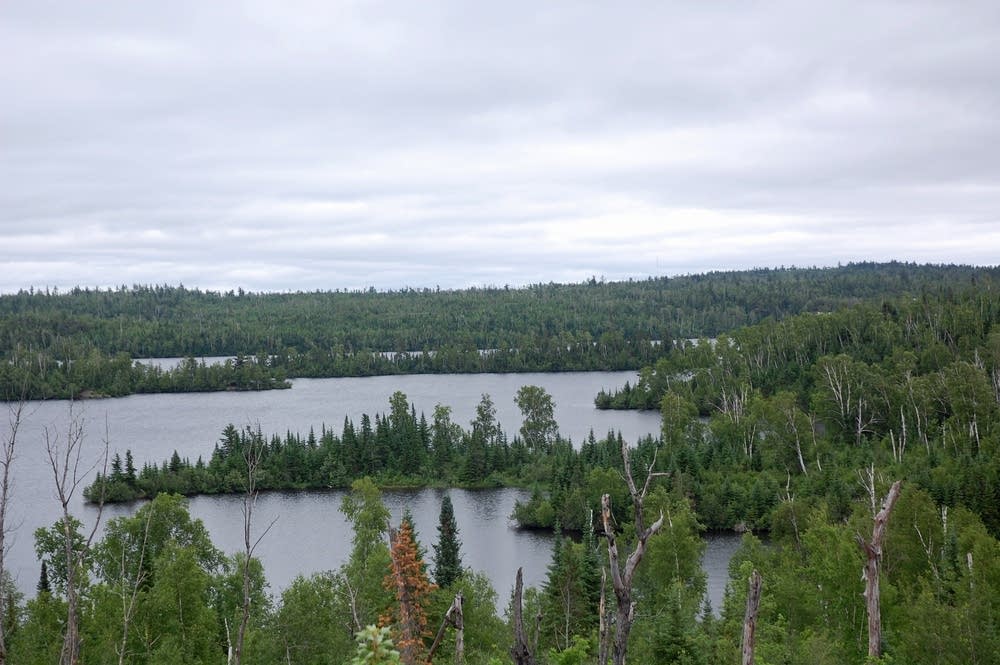 Ten Years After Down Boundary Waters Still Recovering Mpr News Tops Of Dead Trees At Moose Lake