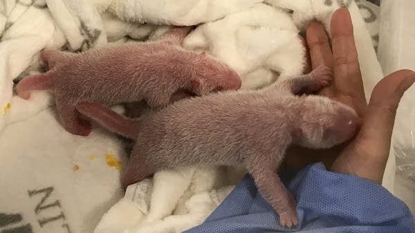 Newborn panda twins