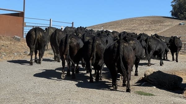 Fattened up cows at Stemple Creep Ranch.