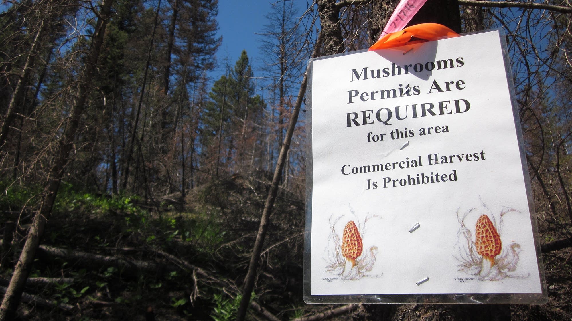 Banned from National Forest, forprofit mushroom pickers go underground