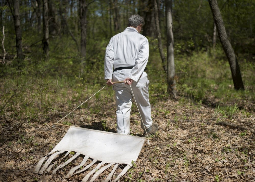 Using a drag cloth, Dave Neitzel collects ticks.