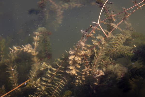 Watermilfoil seen in a lake