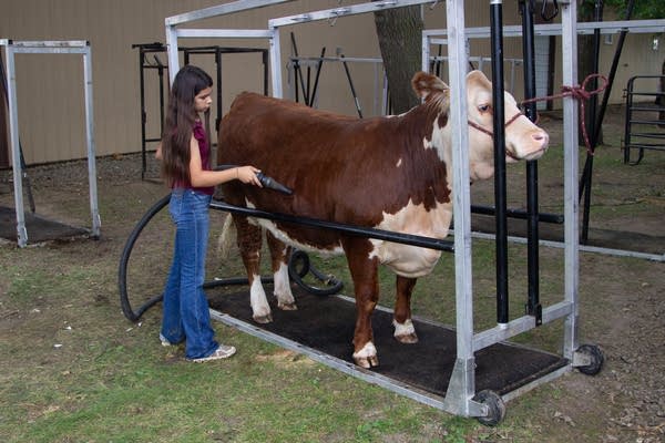 A person with their cow